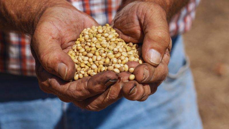 As President Donald Trump and Chinese leader Xi Jinping prepare to meet Thursday, one soft-spoken U.S. export star will take center stage: soybeans. The humble crop, a $30 billion pillar of U.S. agriculture exports, has become a powerful symbol of the economic interdependence and political tension between Washington and Beijing. 
In short, soybeans have come to embody the volatility of the U.S.–China trade war. Beijing halted purchases of American soybeans on the heels of retaliatory tariffs on the crop, responding to Trump’s earlier duties on Chinese goods. 
China pivoted to suppliers in Brazil and Argentina, a move that underscored how quickly global trade patterns can shift and how vulnerable U.S. farmers are to diplomatic rifts between Washington and Beijing.
What began as tit-for-tat posturing between the world’s two largest economies has turned into a symbolic and economic gut punch for Trump’s rural base, whose livelihoods depend on the very trade ties now caught in the crossfire.
According to the American Soybean Association, the U.S. has traditionally served as China’s leading soybean source. Prior to the 2018 trade conflict, roughly 28% of U.S. soybean production was exported to China. Those crop exports fell sharply to 11% in 2018 and 2019, recovered to 31% by 2021 amid pandemic-era demand and eased back to 22% in 2024.
But some policy experts argue that China’s shift away from U.S. soybeans was already underway.
‘China was always going to reduce its reliance on the United States for food security,’ Bryan Burack, a senior policy advisor for China and the Indo-Pacific at the Heritage Foundation told Fox News Digital. ‘China started signing purchase agreements with other countries for soybeans well before President Trump took office,’ he said, adding that Beijing has ‘been decoupling from the U.S. for a long time.’
‘Unfortunately, the only way for us to respond is to do the same and that process is painful and excruciating,’ Burack said.
But for farmers thousands of miles from Washington and Beijing, those policy shifts translate into shrinking markets and tighter margins.
‘We rely on trade with other countries, specifically China, to buy our soybeans,’ Brad Arnold, a multigenerational soybean farmer in southwestern Missouri, told FOX Business. He said that China’s decision to boycott U.S. soybean purchases ‘has huge impacts on our business and our bottom line.’
‘There are domestic uses for soybeans, looking at renewable diesel, biodiesel specifically produced from soybeans,’ Arnold said. ‘In the grand scheme of things, that’s such a small percentage currently, you know it’s going to take a customer like China to buy beans to make a noticeable impact. You can’t take our number one customer, shut them off and just overnight find a replacement.’
That reliance on China adds new weight to the diplomatic stage this week, as Trump and Xi prepare to meet in South Korea. The two leaders will meet on the sidelines of the Asia-Pacific Economic Cooperation Summit in Busan, South Korea, marking their first in-person talks since Trump’s return to office. 
Ahead of the meeting, Treasury Secretary Scott Bessent said he expected China to delay rare earth restrictions and resume U.S. soybean purchases, calling it part of a ‘substantial framework’ both sides aim to maintain. Bessent also said that trade negotiations were moving toward averting a fresh 100% U.S. tariff on Chinese goods.
And in a possible gesture of easing tensions, Reuters reported that China bought around 180,000 metric tons of U.S. soybeans in the run-up to Trump and Xi’s meeting.
Whether it marks a true thaw in U.S.–China trade relations or just a temporary reprieve, the purchase underscores how deeply intertwined diplomacy and agriculture remain.
<i>Fox Business’ Eric Revell contributed to this report.</i>
This post appeared first on FOX NEWS
